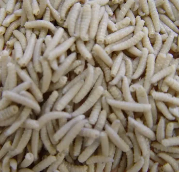 Extraen 150 gusanos de la boca