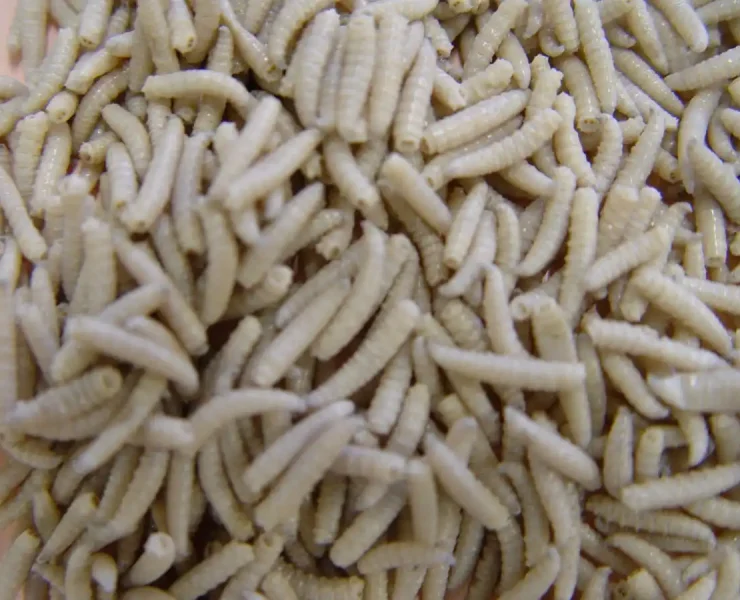 Extraen 150 gusanos de la boca