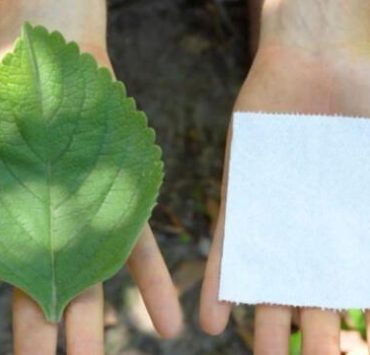 Una planta está reemplazando el papel de baño