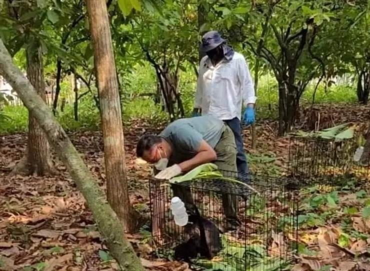 Extremo calor en México: Aumenta a 157 el número de monos aulladores muertos