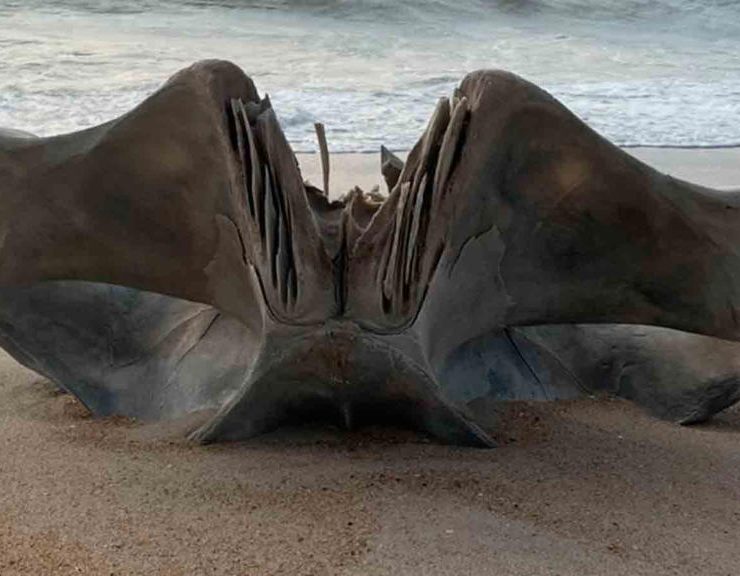 Encuentran enorme cráneo en una playa