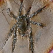 Encuentran un arácnido de 300 millones de años