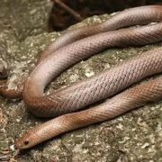 En Tailandia descubren una nueva serpiente