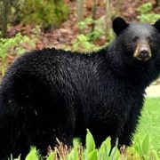 6 personas con gusanos en el cerebro