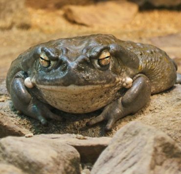 Un veneno ayudará con la depresión