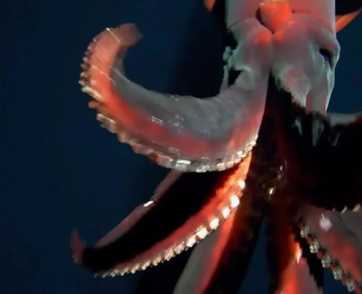Un calamar con luces integradas