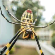 Las arañas invaden Estados Unidos