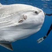 Se encontró un pez luna en la playa