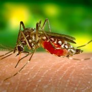 El dengue en México aumentó una vez más