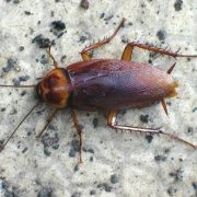 Las cucarachas son resistentes a insecticidas