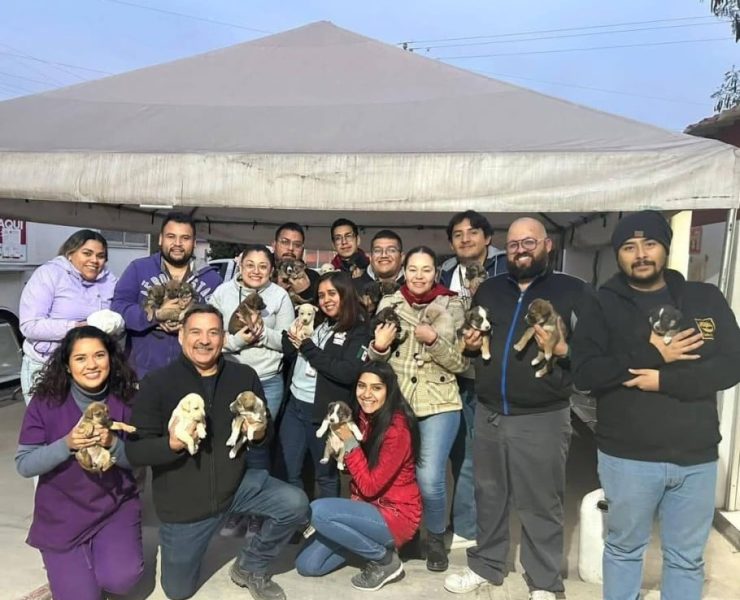 ¡Milagro de Vida! 24 perritos rescatados en Nuevo León estuvieron a punto de morir congelados
