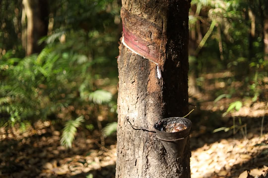 Plantación de Hule en Palenque, Chiapas.