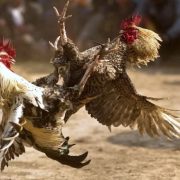 Pelea de Gallos