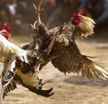 Pelea de Gallos