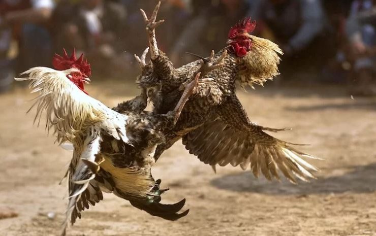 Pelea de Gallos