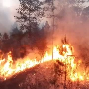 Incendios forestales