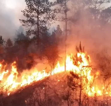 Incendios forestales