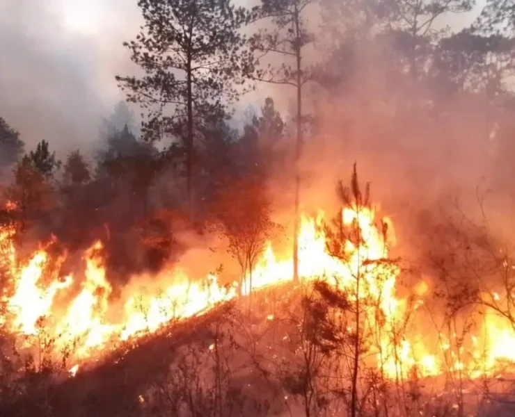 Incendios forestales