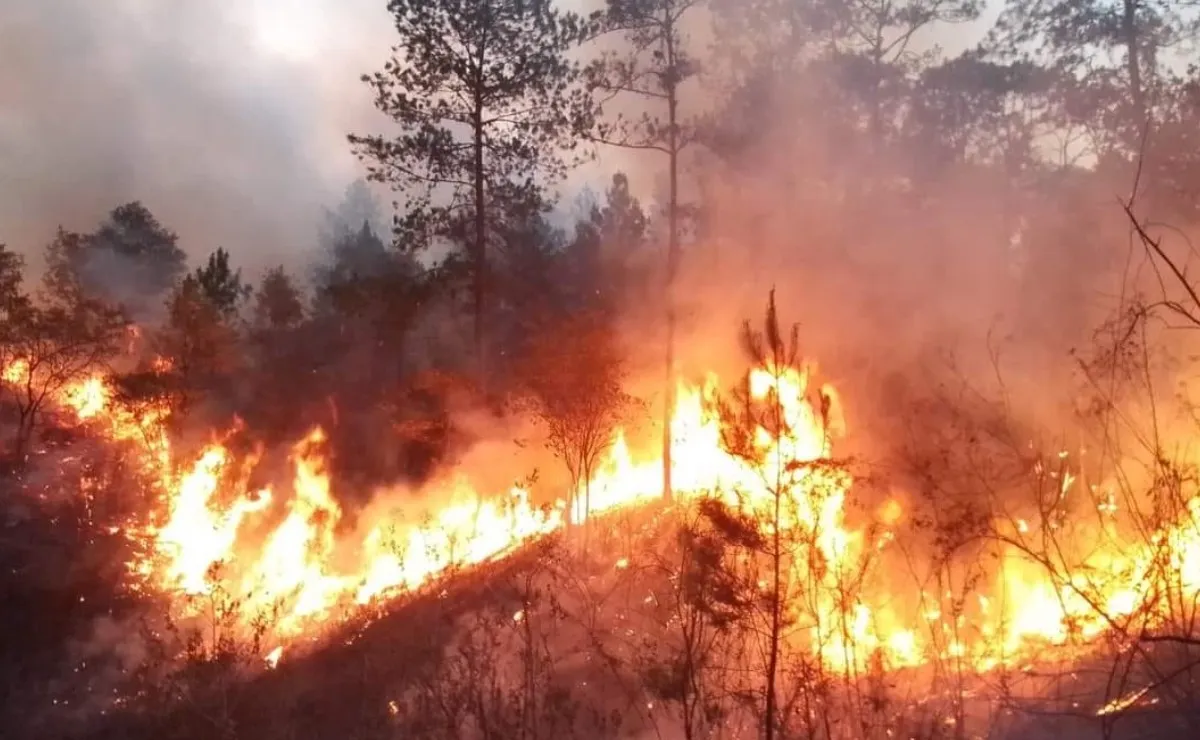 Incendios forestales