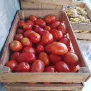 Tomate en Chiapas
