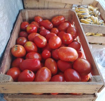 Tomate en Chiapas