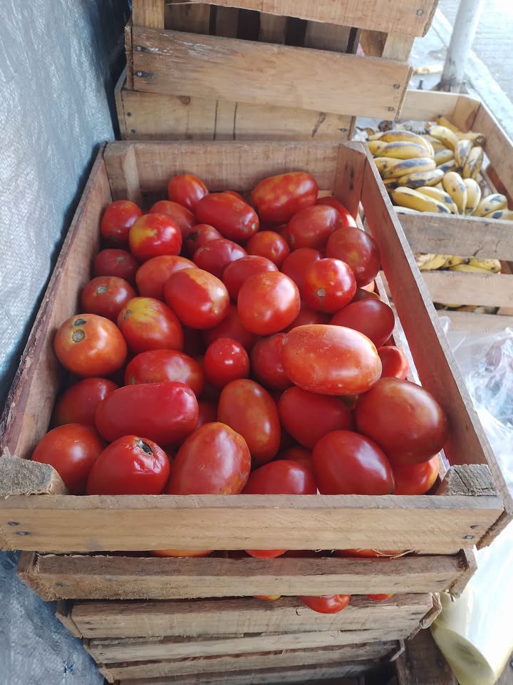 Tomate en Chiapas