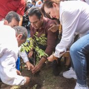 reforestación