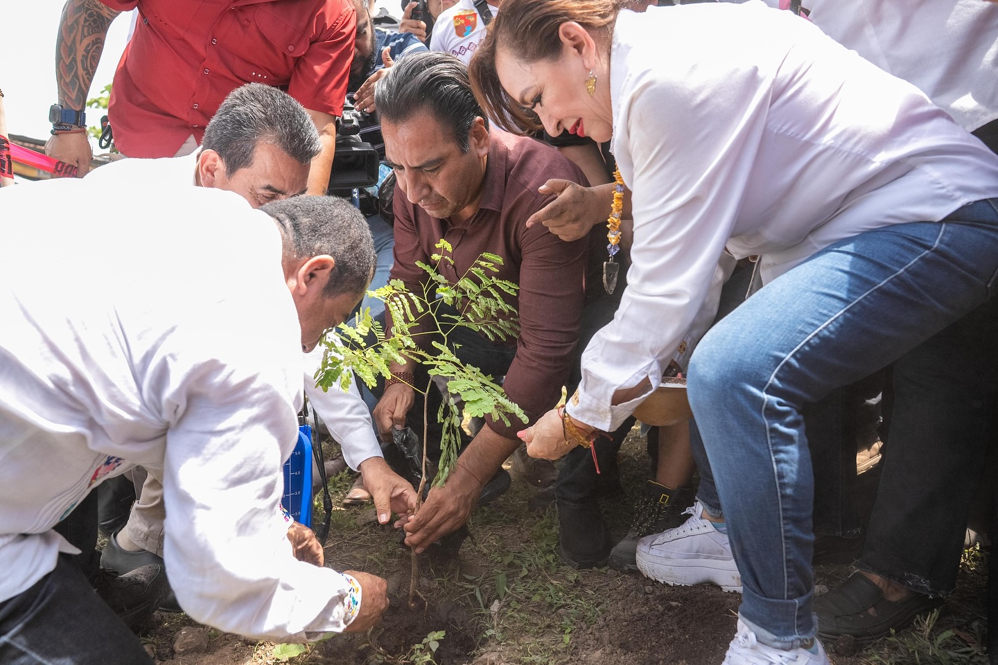 reforestación